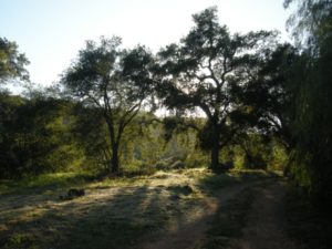 Ojai back light