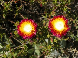 two bright flowers